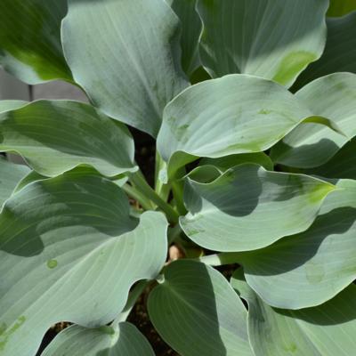 Hosta 'Titanium'